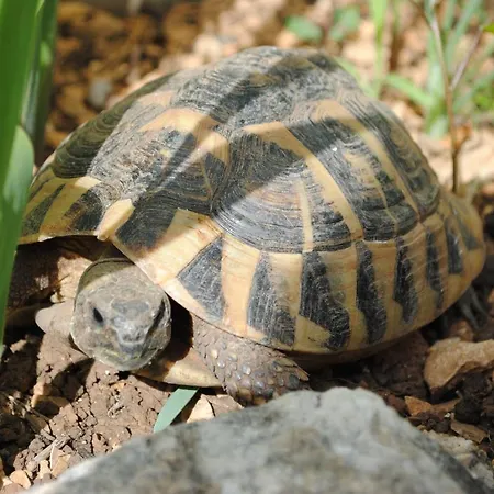 Natura Jurjević *