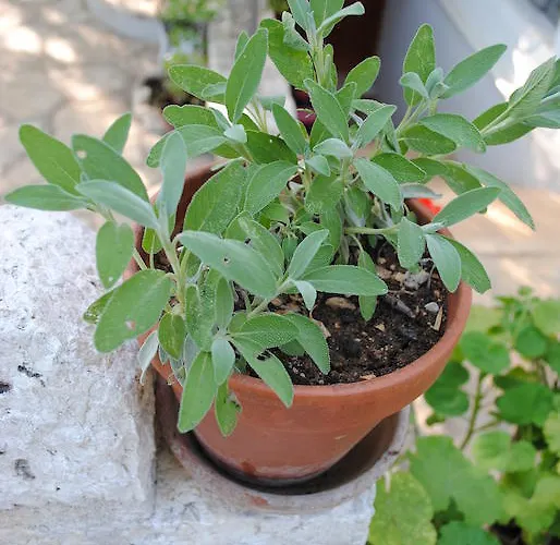 Natura